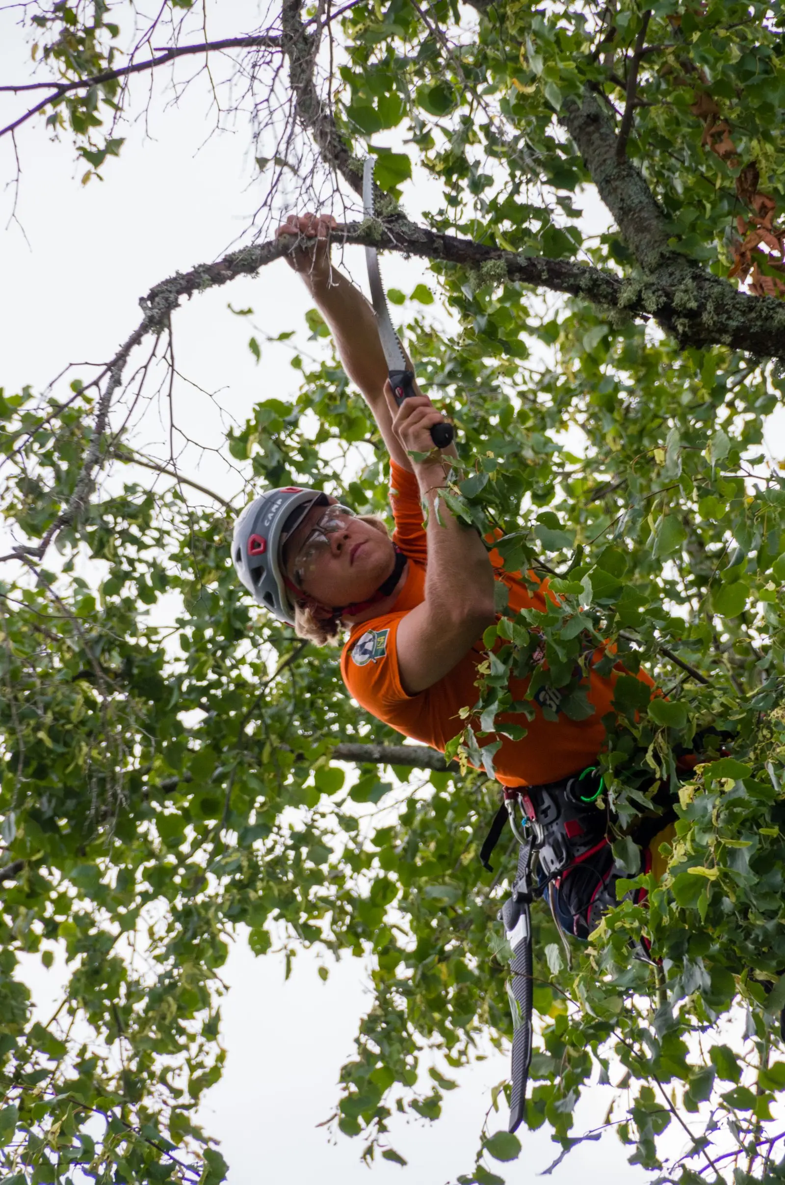 Climber in a helmet pruning inside a leafy tree canopy