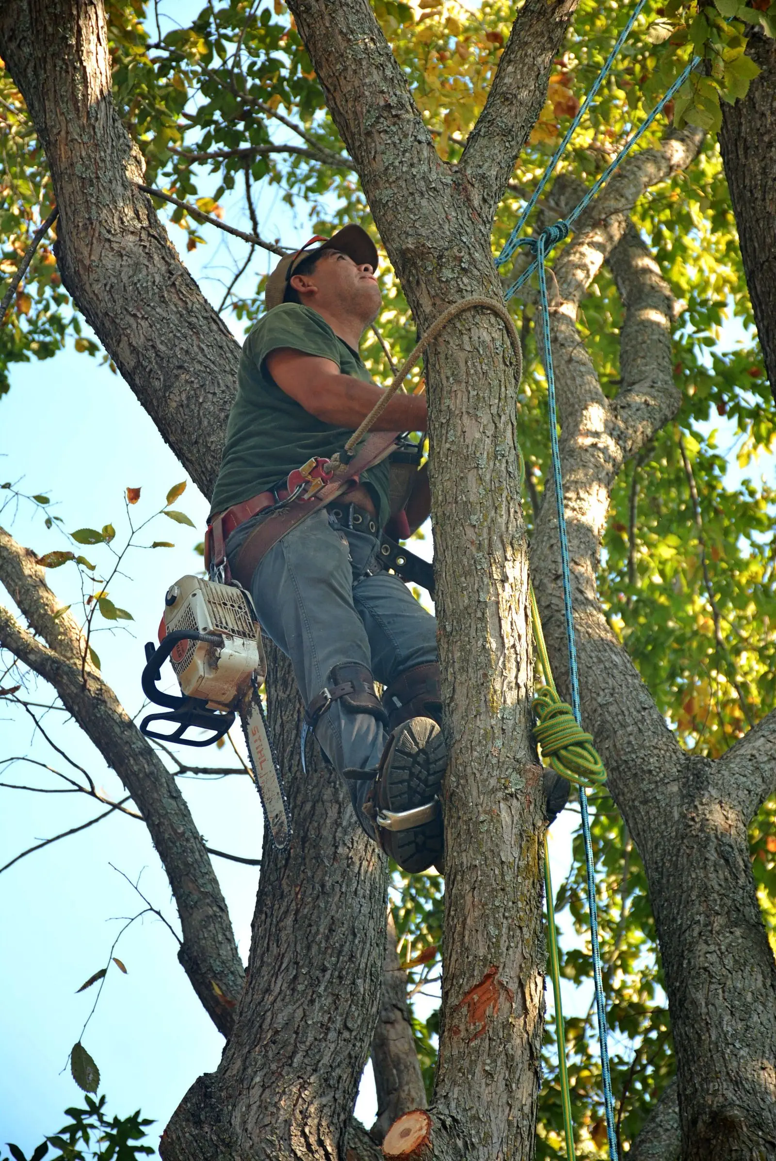 Climber in a tree with a chainsaw clipped to the harness