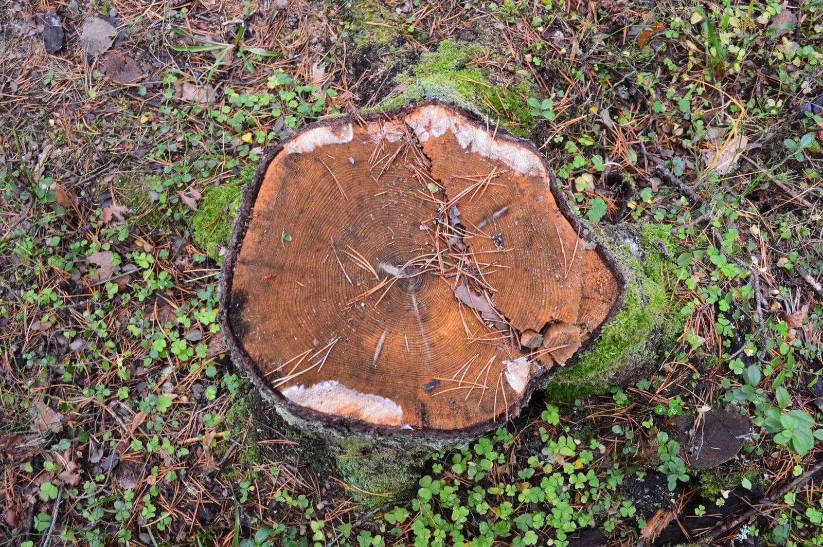 Top view of a cut stump showing growth rings
